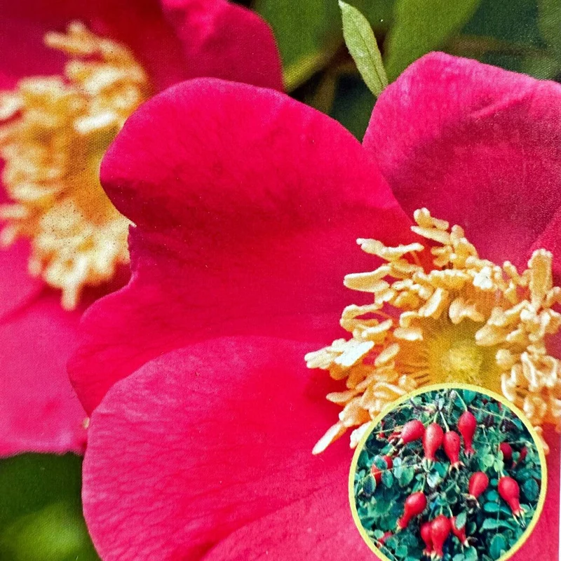 Wildrose 'Moyesii'