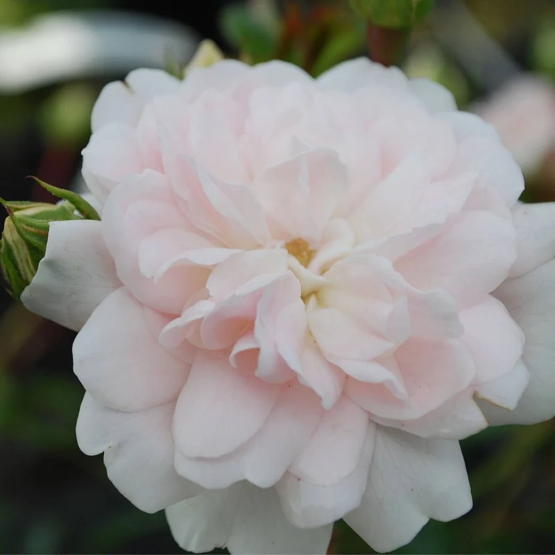 Bodendeckerrose 'Sea Foam'
