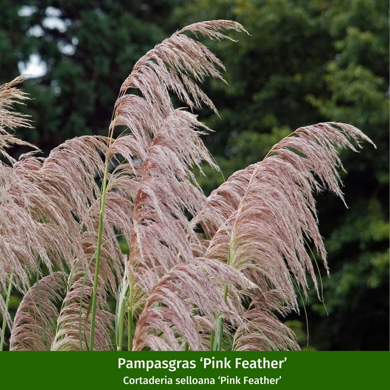 Pampasgräser "Farbspiel im Garten"