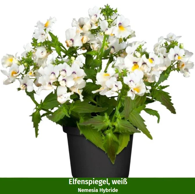 Balkonblumen "Gelb-Weißes Blütenmeer"