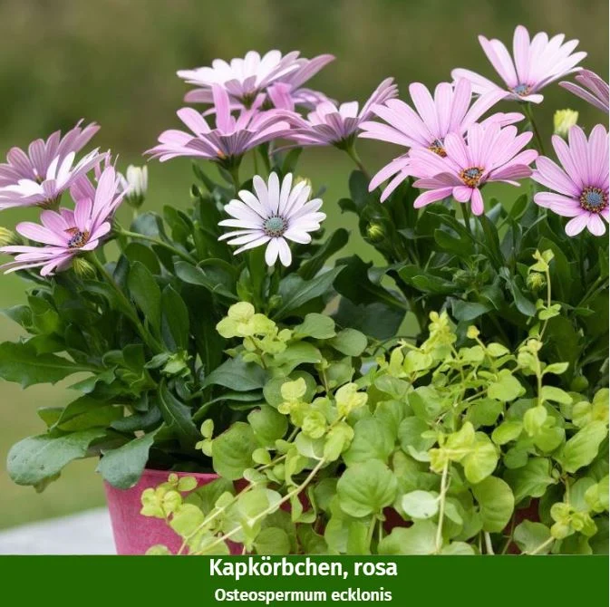 Balkonblumen "Rosa-Weißes Farbspiel"