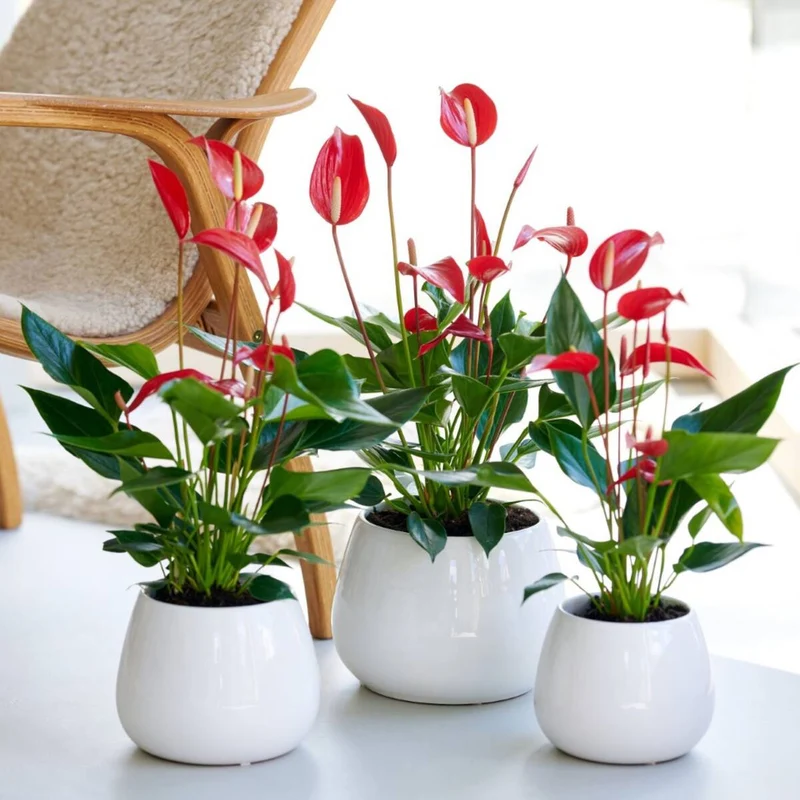 Flamingoblume 'Banderola Roya'