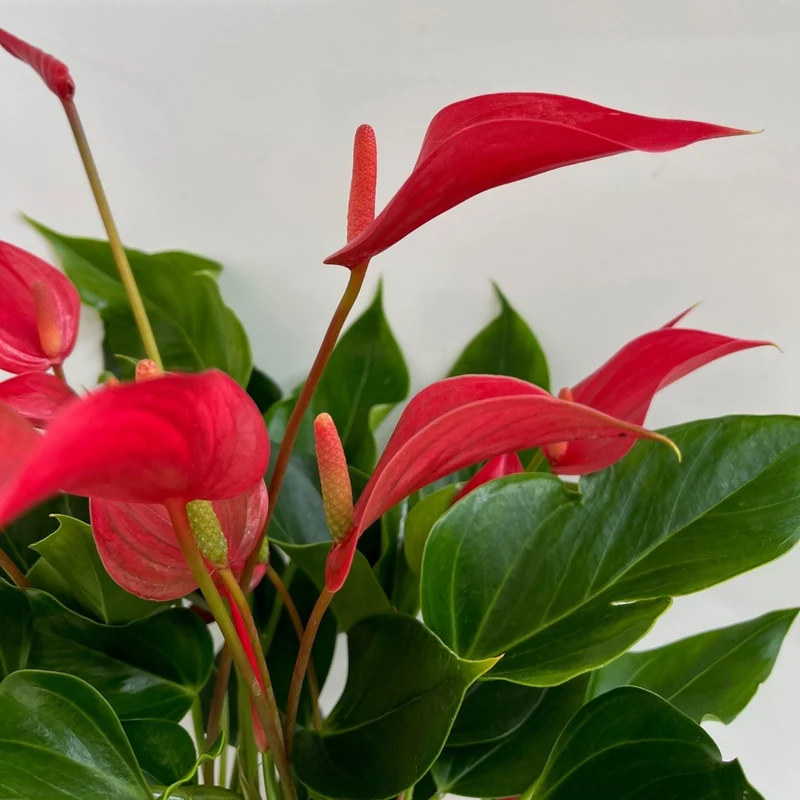 Flamingoblume 'Banderola Roya'