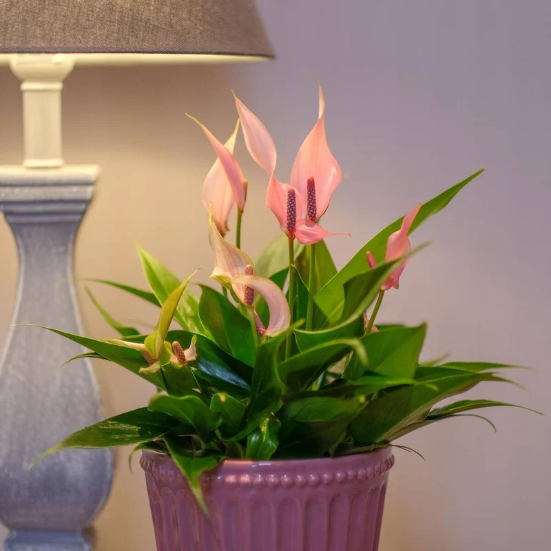Flamingoblume 'Lilli'