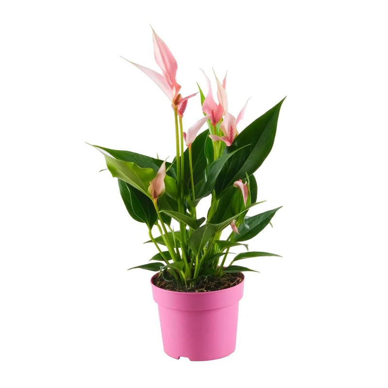 Flamingoblume 'Lilli'