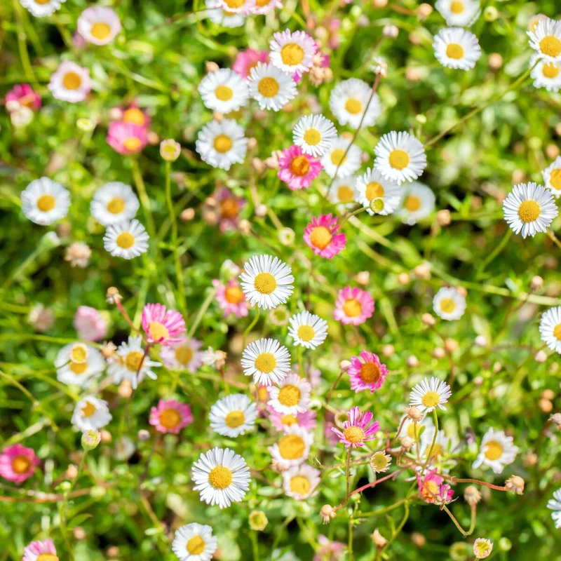Spanisches Gänseblümchen