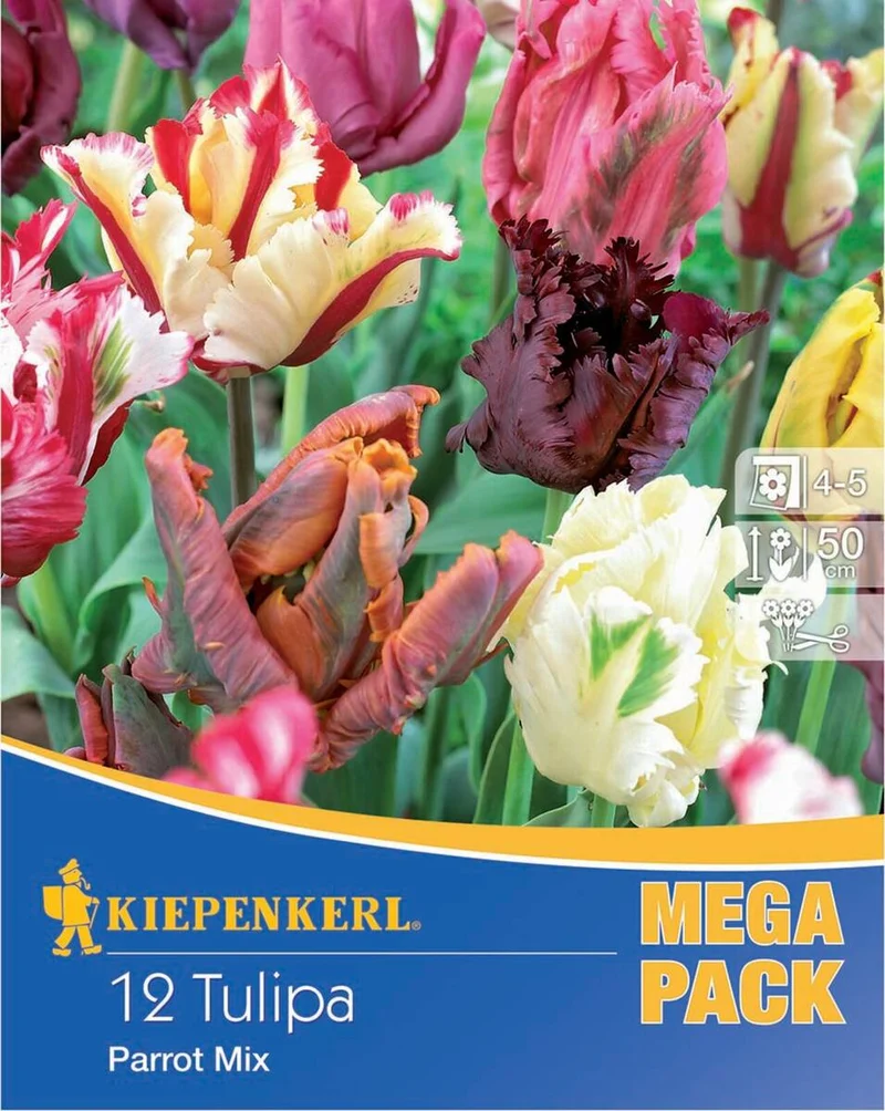 Kiepenkerl Papageien-Tulpen Mischung, Mega-Pack