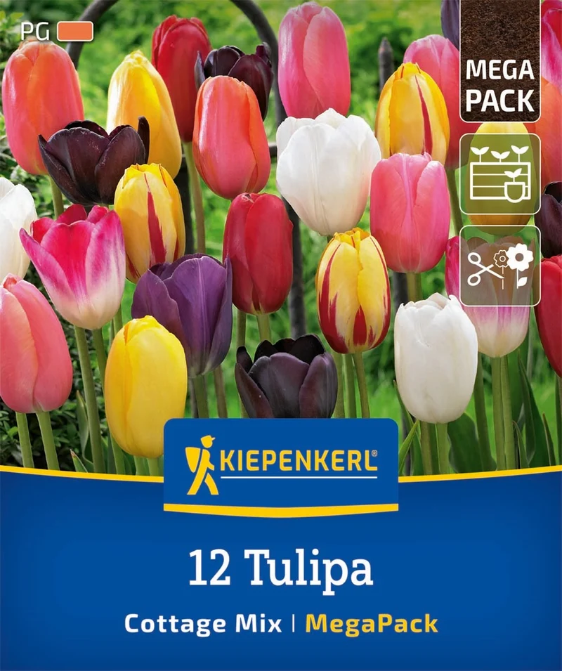 Kiepenkerl Späte Tulpen Mischung, Mega-Pack