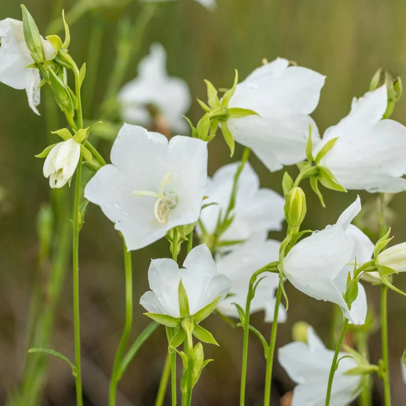 Pfirsichblättrige Glockenblume 'Grandiflora Alba'