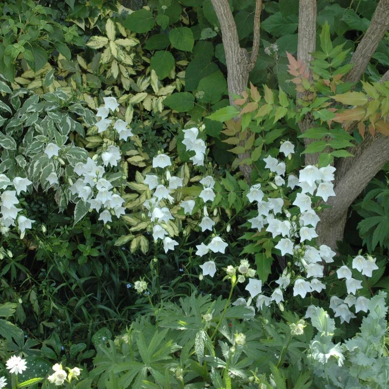 Pfirsichblättrige Glockenblume 'Grandiflora Alba'
