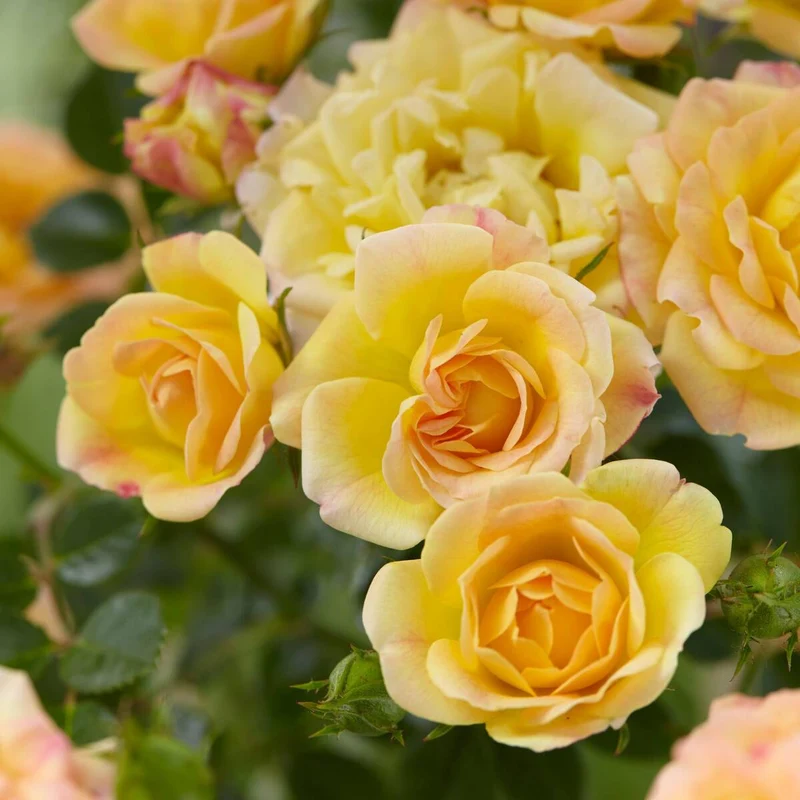 Bodendeckerrose 'The Yellow Fairy'