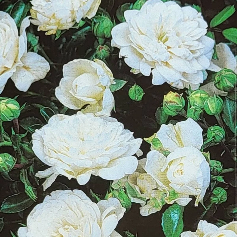 Bodendeckerrose 'The White Fairy'