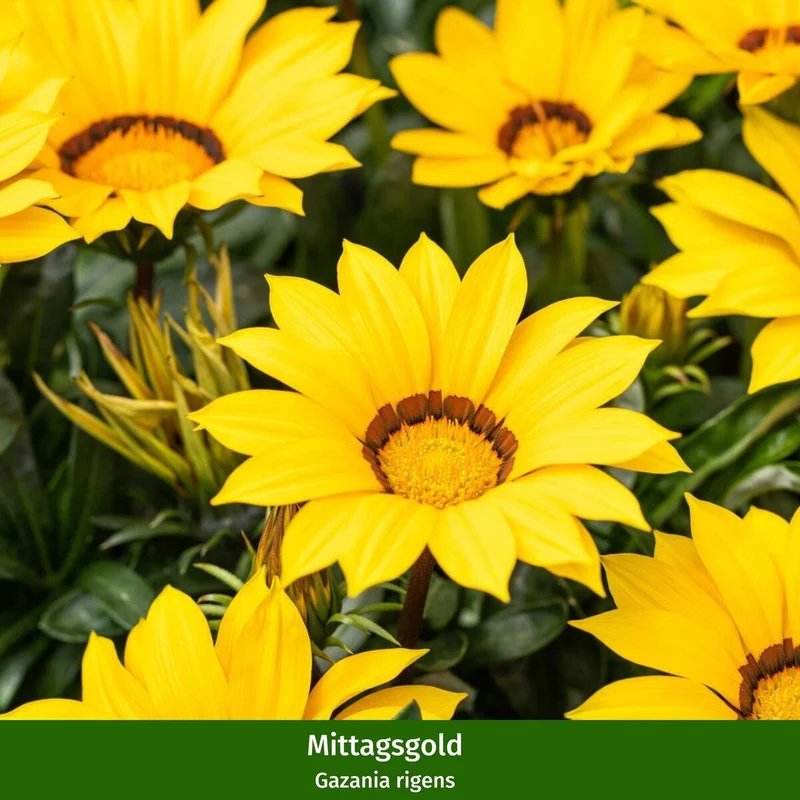 Balkonblumen "Gelbes Sommerbeet"