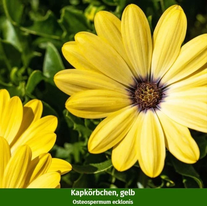 Balkonblumen "Gelbes Sommerbeet"