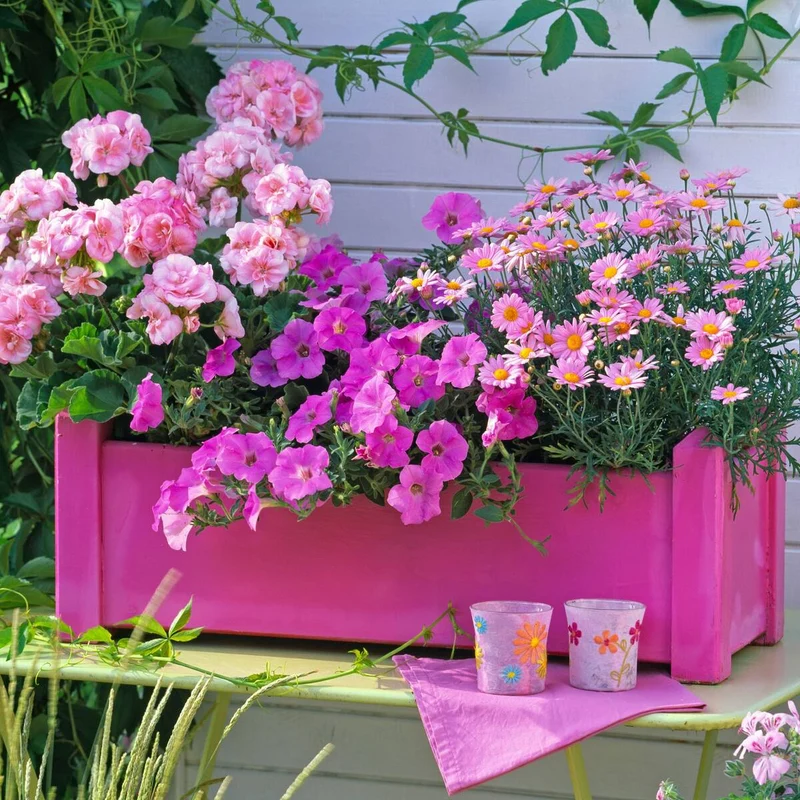Balkonblumen "Rosa Sommer"