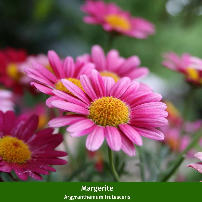 Balkonblumen "Rosa Sommer"