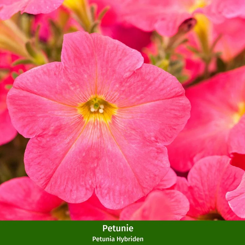 Balkonblumen "Rosa Sommer"