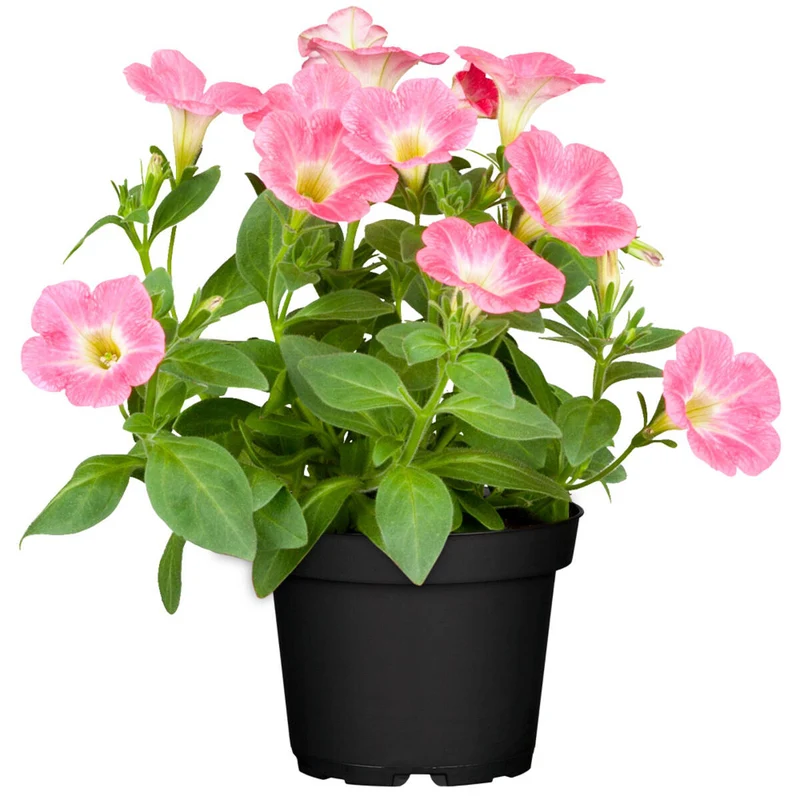 Balkonblumen "Rosa Sommer"