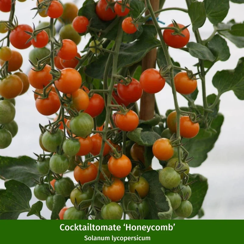 Gemüse-Set "Bunte Tomaten-Mischung"