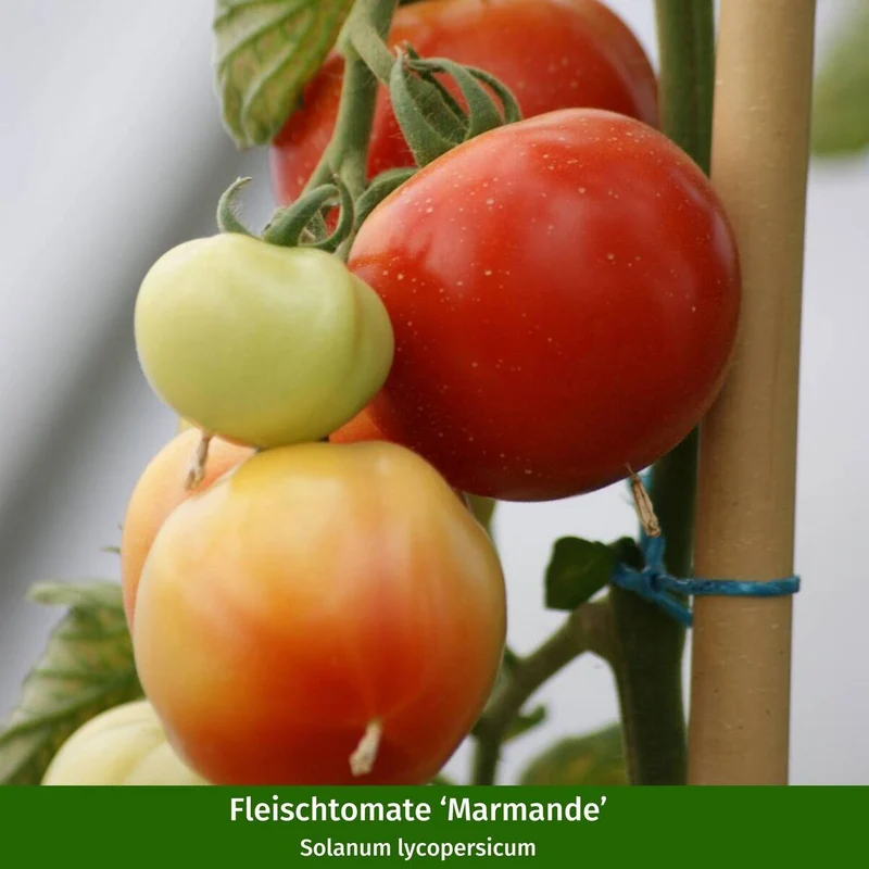 Gemüse-Set "Bunte Tomaten-Mischung"
