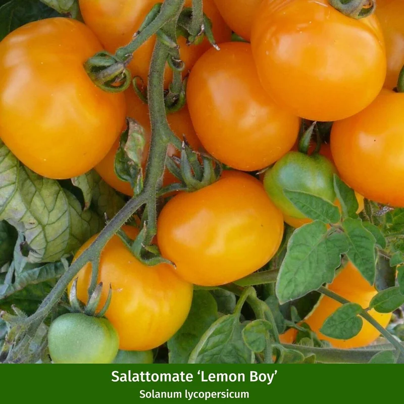 Gemüse-Set "Bunte Tomaten-Mischung"