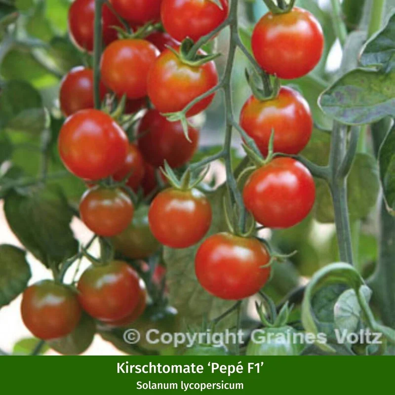 Gemüse-Set "Bunte Tomaten-Mischung"