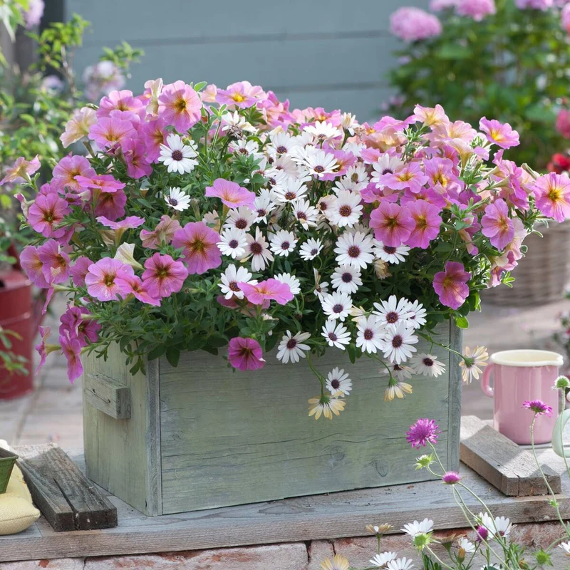 Balkonblumen "Weiß-Rosa Mix"