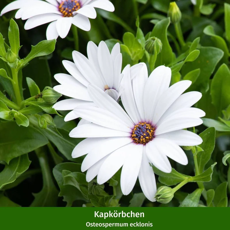 Balkonblumen "Weiß-Rosa Mix"