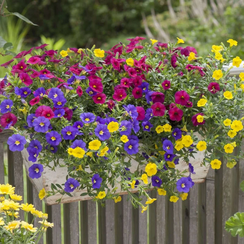Balkonblumen "Bunte Zauberglöckchen"