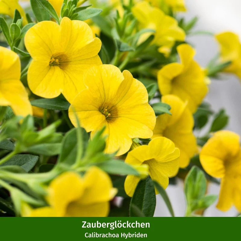 Balkonblumen "Bunte Zauberglöckchen"