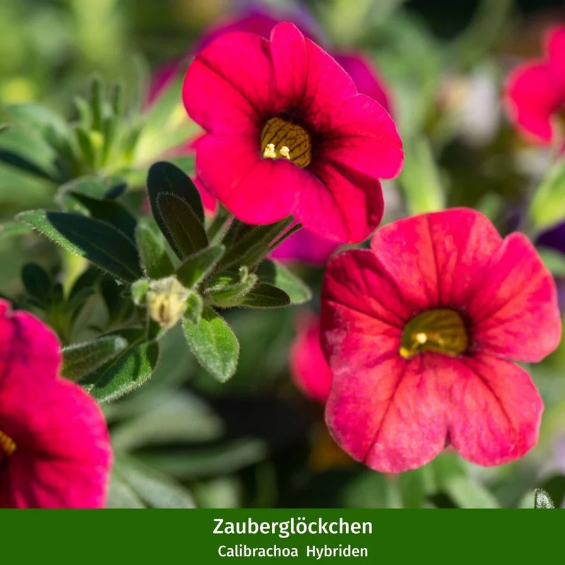Balkonblumen "Bunte Zauberglöckchen"
