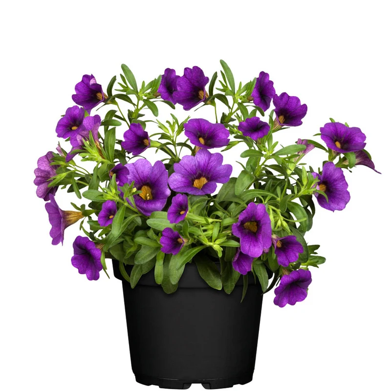 Balkonblumen "Bunte Zauberglöckchen"