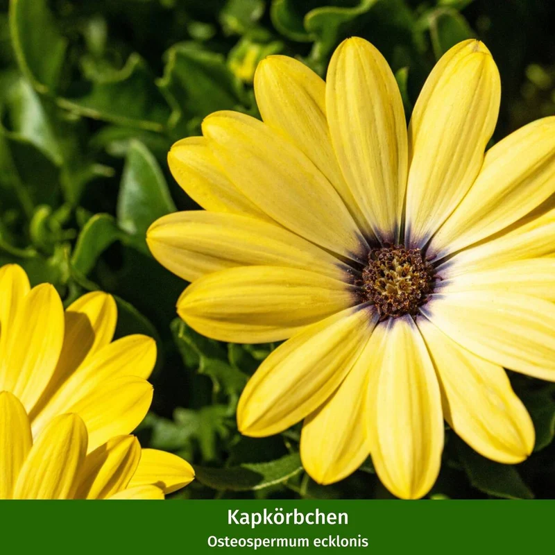 Balkonblumen "Sommerfreude"