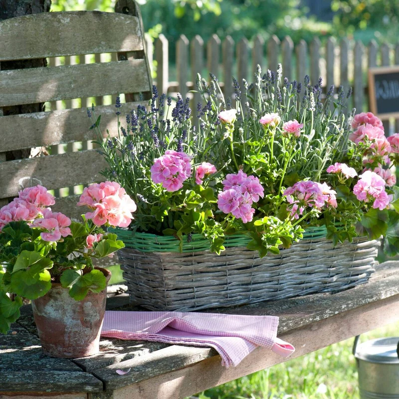 Balkonblumen "Landhaus-Romantik"
