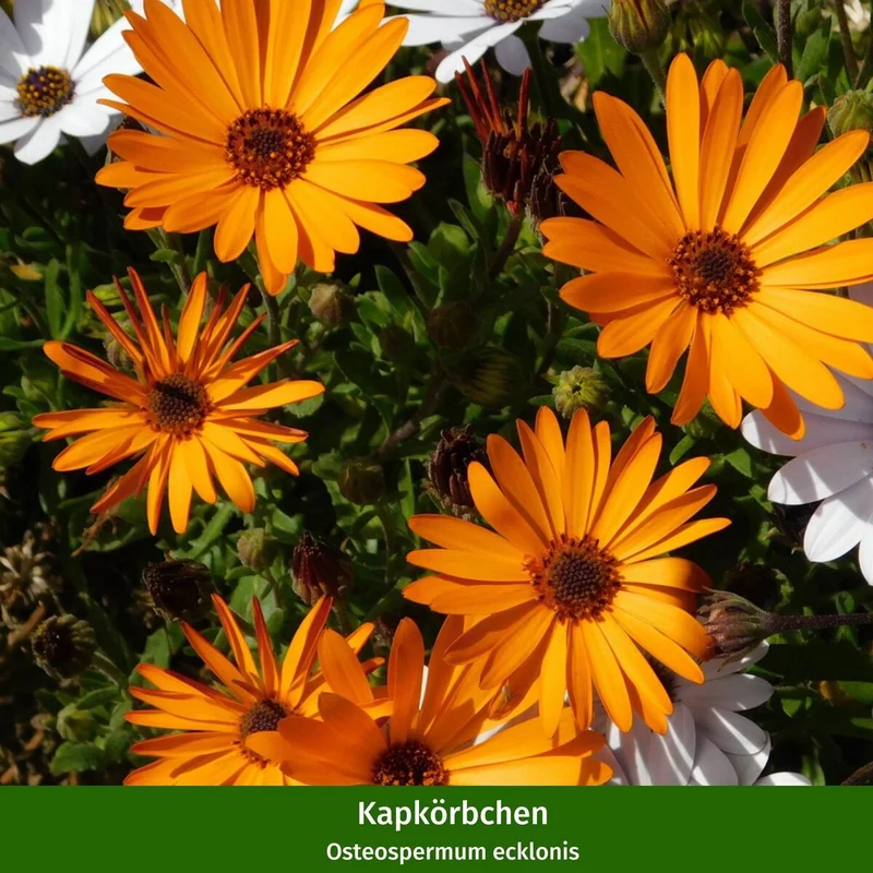 Balkonblumen "Farbenfrohes Blütenmeer"