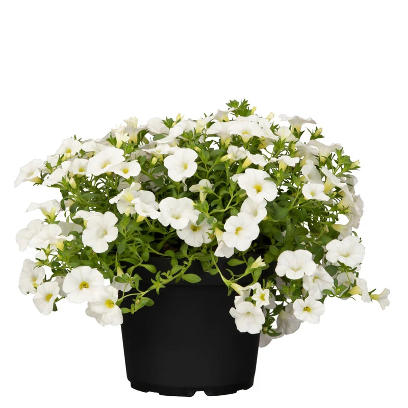 Balkonblumen "Farbenfrohes Blütenmeer"