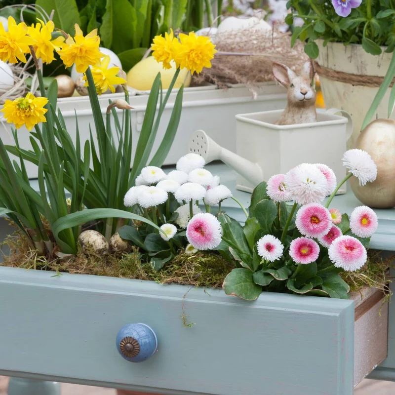 Balkonblumen "Frühlingsflora: Narzisse & Gänseblümchen"