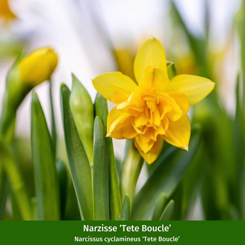 Balkonblumen "Frühlingsflora: Narzisse & Gänseblümchen"