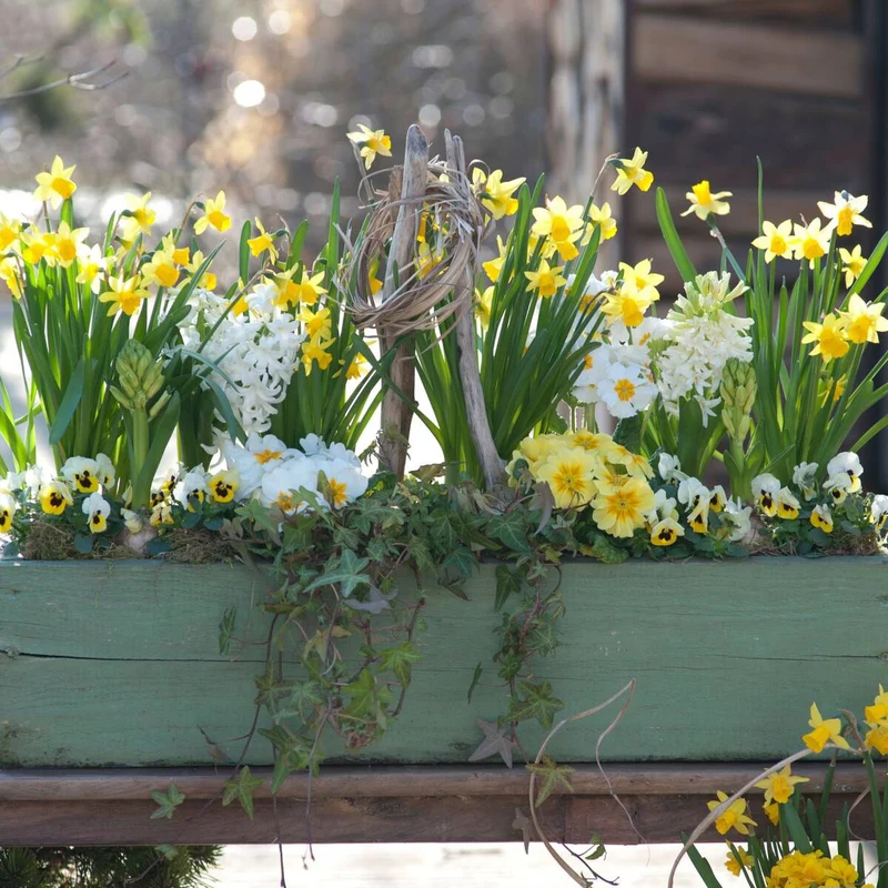 Balkonblumen "Charmanter Frühlingsgarten"