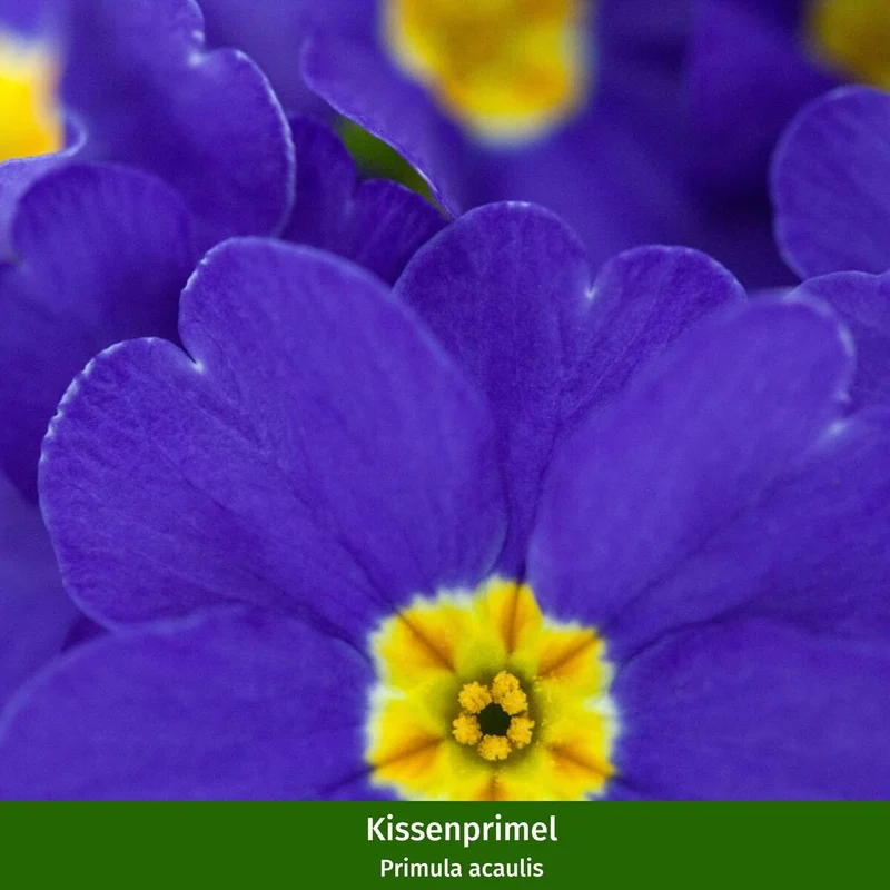 Balkonblumen "Bunter Frühlingsgarten"