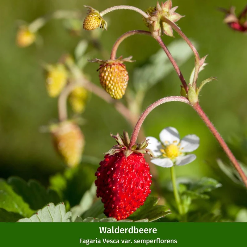 Gräser- und Staudenbeet "Schattenglück"
