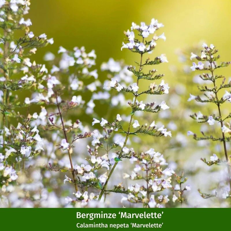 Staudenbeet "Schmetterlingsglück im Spätsommer"