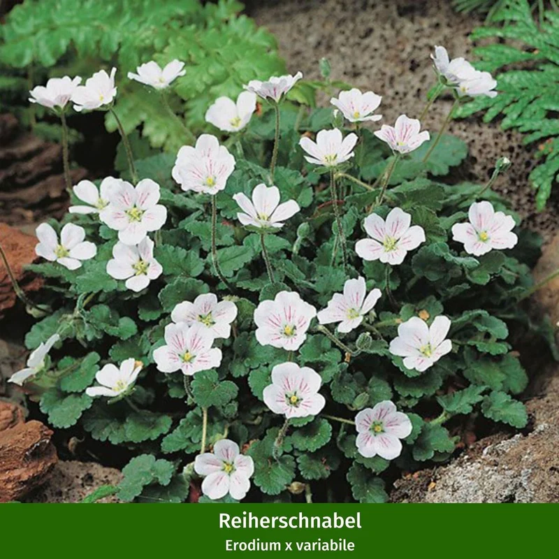 Gräser- und Staudenbeet "Wüstenpracht"