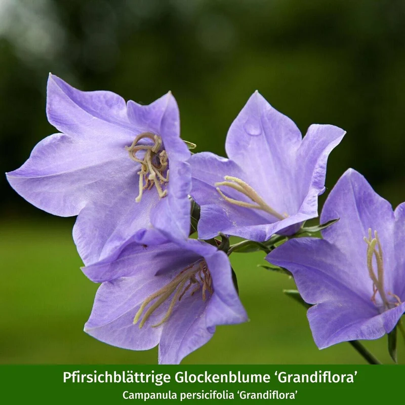 Staudenbeet "Schmales Sonnenbeet für Wildbienen und Falter"