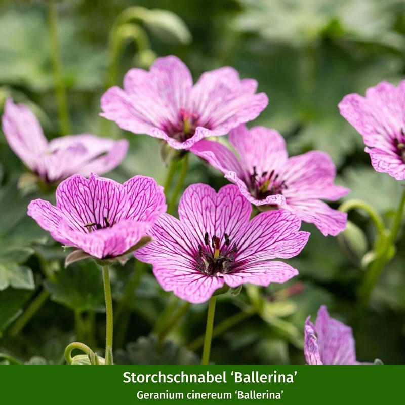 Staudenbeet "Schmales Sonnenbeet für Wildbienen und Falter"