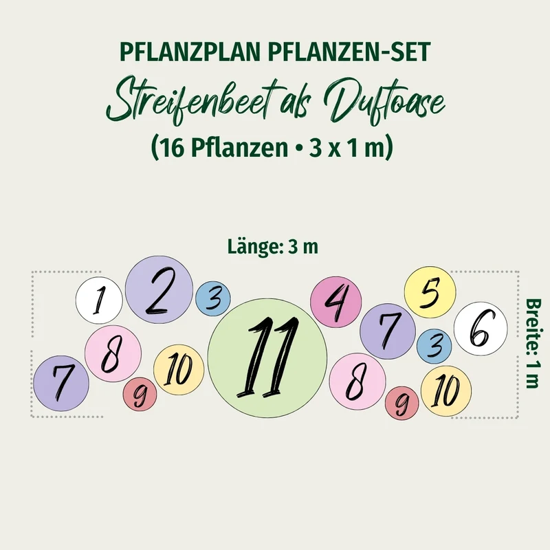 Staudenbeet "Streifenbeet als Duftoase"