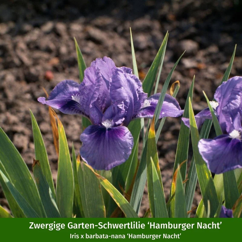 Staudenbeet "Streifenbeet als Duftoase"