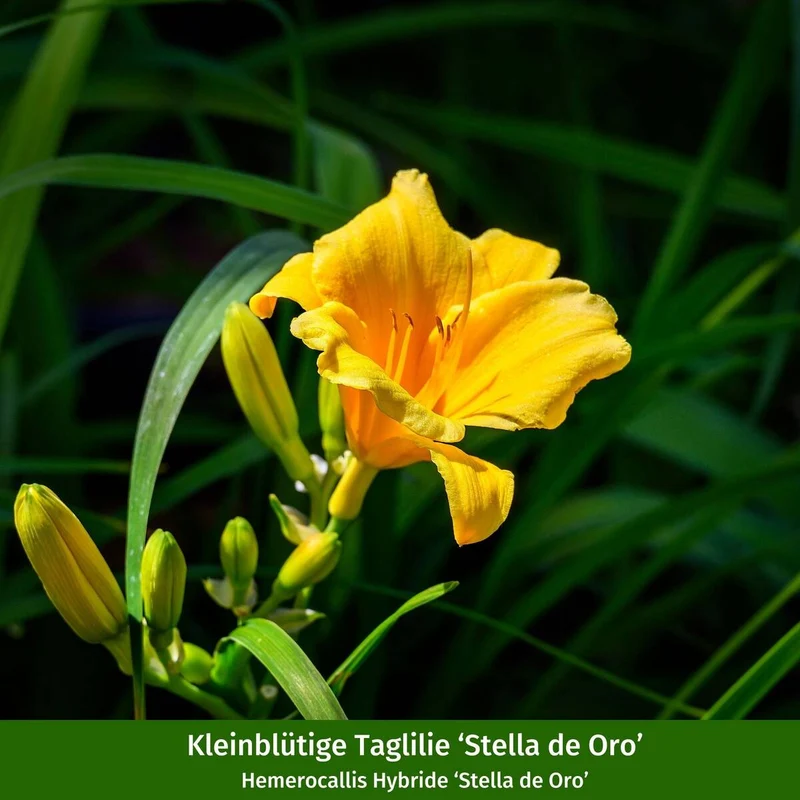 Staudenbeet "Streifenbeet als Duftoase"