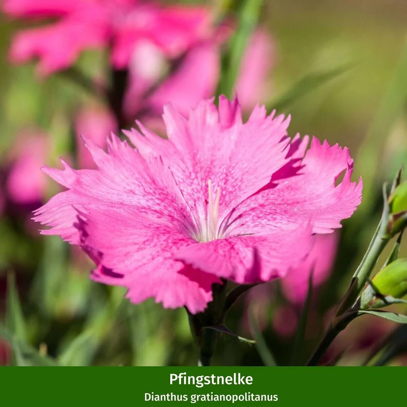 Staudenbeet "Streifenbeet als Duftoase"