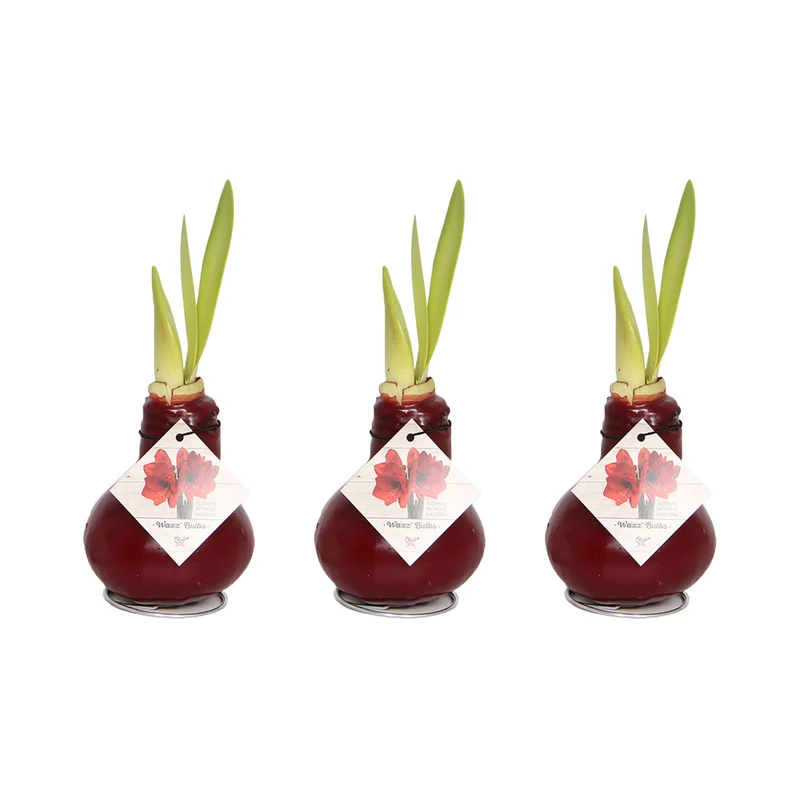 Rote Amaryllis mit Wachs